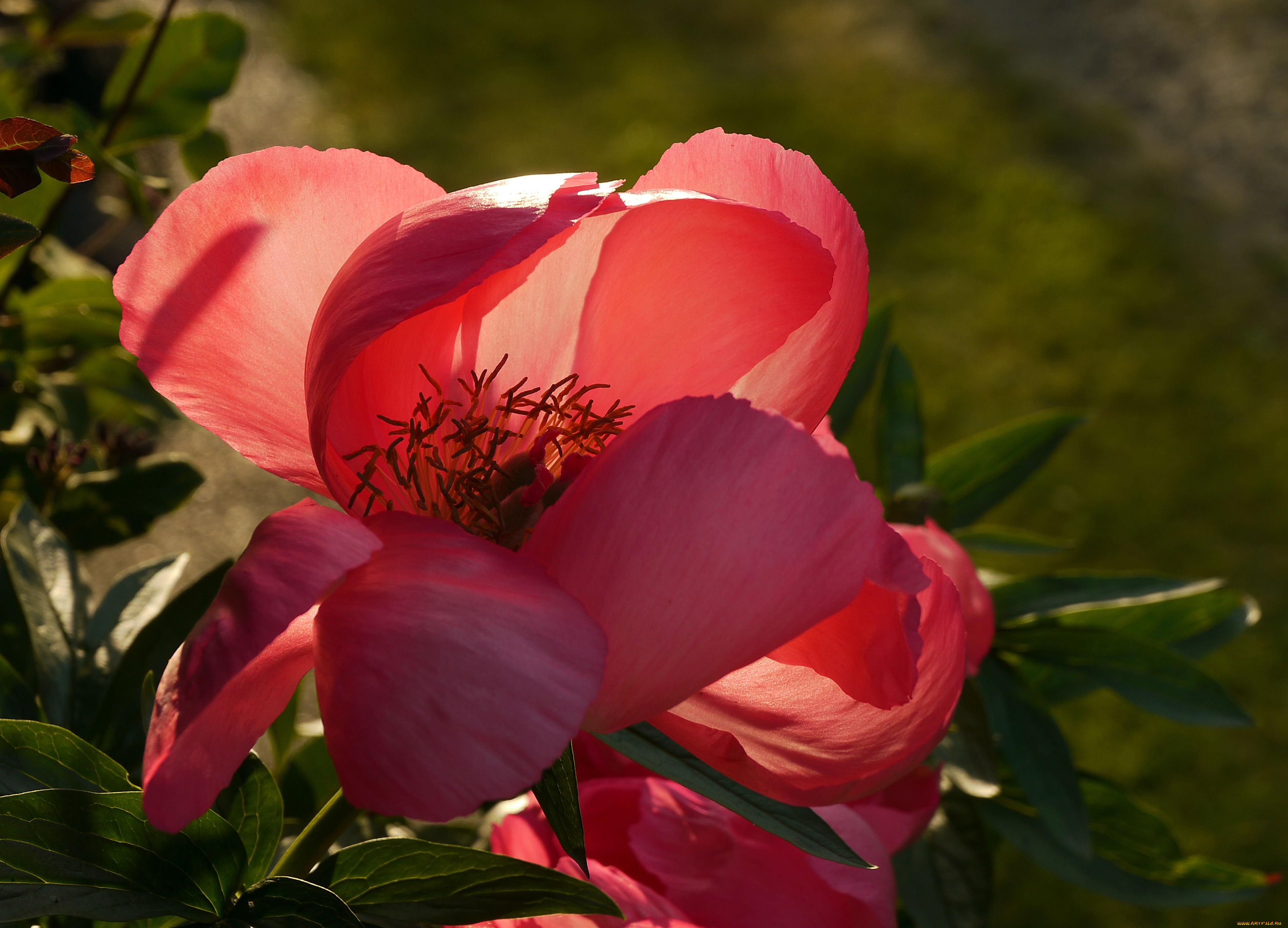 , , paeonia